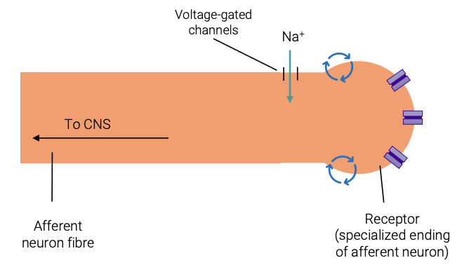 <ol><li><p>Initial tissue damage from injury or ongoing disease</p></li><li><p><mark data-color="green" style="background-color: green; color: inherit;">Mechanical/electrical/thermal/chemical stimuli or cytokines</mark> from damaged cells cause the <mark data-color="green" style="background-color: green; color: inherit;">opening of ion channels</mark> within the neuron’s cell membrane</p></li><li><p>Positive ions flow into the cell, causing <strong><mark data-color="purple" style="background-color: purple; color: inherit;">depolarisation</mark></strong></p></li><li><p>If threshold potential reached, action potentials are generated from the opening of <strong><mark data-color="green" style="background-color: green; color: inherit;">Na+ voltage-gated ion channels</mark></strong></p></li><li><p>Signals sent to CNS</p></li><li><p>Pain perceived</p></li></ol><p></p>