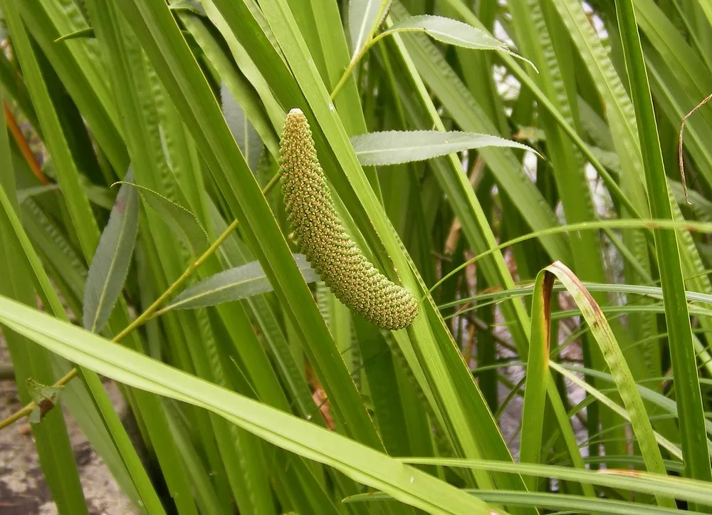 <p>اگیر ترکی </p>