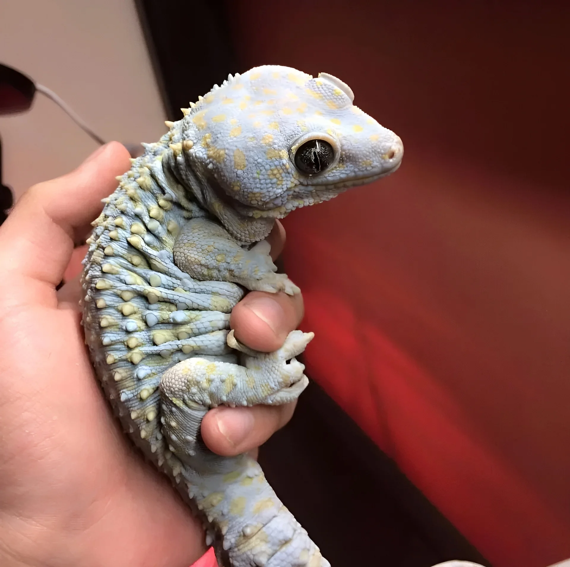 <p>Gecko gecko</p><ul><li><p>Family Gekkonidae</p></li><li><p>Suborder Lacertilia (Sauria)</p></li><li><p>Order Squamata</p></li><li><p>Subclass Lepidosauria</p></li></ul><p></p>