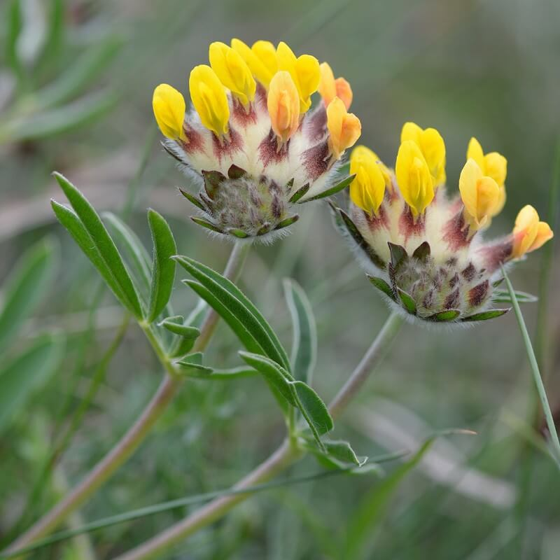 <p>anthyllis vulnéraire </p>