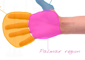 <p>Palm</p>