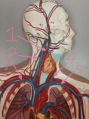 <p>#4</p>