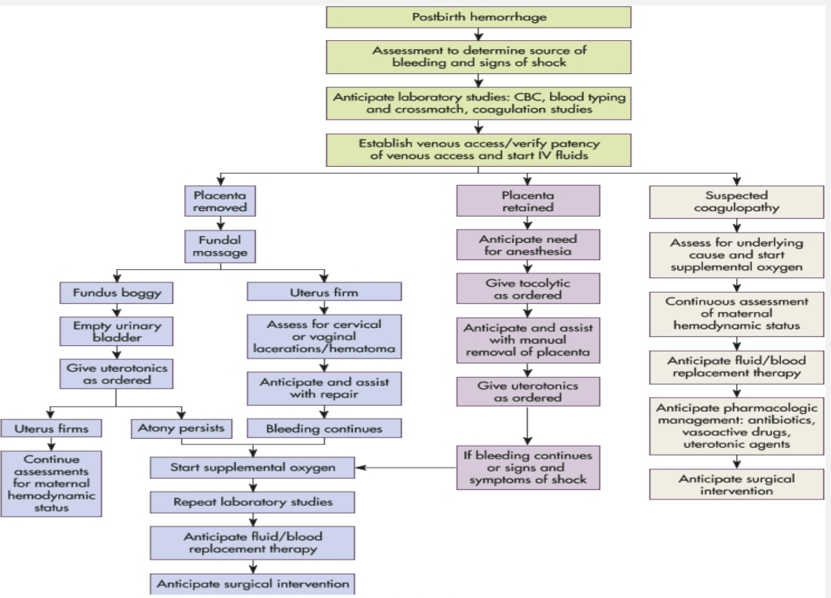 <ul><li><p>uterine massage → call code and get help → hemorrhage cart → administer IV fluids and uterotonic medications (pitocin, methergine, hemabate, misoprostol) and TXA (antifibrinolytic) → empty bladder → physical pressure (jada) → surgery </p></li></ul><p></p>
