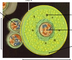 <p>Identify the top indicator, the outermost layer.</p>