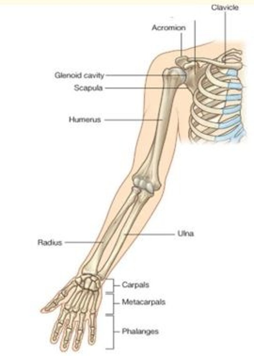 <p>What bone is highlighted here?</p>
