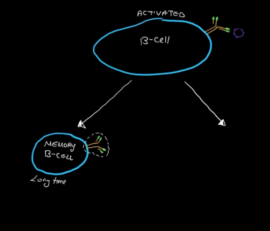 <ol><li><p>Secret step</p></li><li><p>B-Cell activates</p></li><li><p>B-Cell begins to replicate into one of two things, either a Memory B-Cell or a Plasma Cell</p></li></ol><p></p>