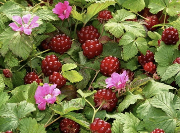 <ul><li><p>Low trailing bramble</p></li><li><p>Wrinkled 3-part leaves</p></li><li><p>Dark pink flowers</p></li><li><p>Sweet dark red berry</p></li><li><p>Common in tundra & open woods</p></li></ul><p></p>
