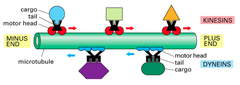 <p>Transport cargo along microtubules</p>