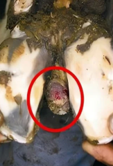 <p>What lesion is an interdigital mass or corn in cattle?</p>