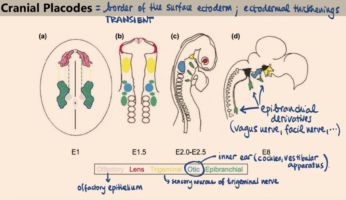 <p>Like the neural crest, they appear due to a particular combination of Wnt signaling followed by BMP activation. However, the placodes involve interrupting the Wnt signaling later on.</p>