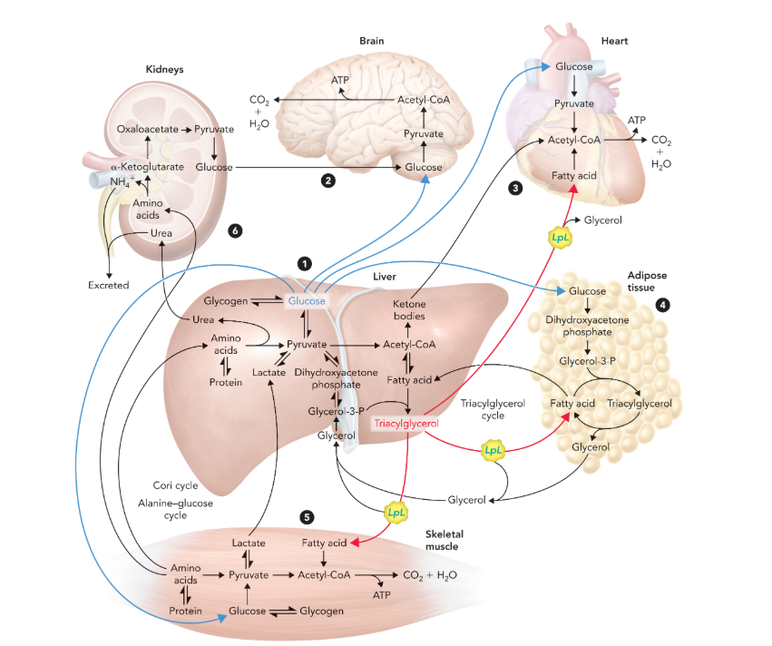 <ul><li><p>liver exports glucose, ketone bodies, and triacylglycerols to the peripheral tissues for use as metabolic fuel </p></li><li><p>brain requires constant input of glucose</p></li><li><p>cardiac muscle uses fatty acids and ketone bodies for most energy needs but also uses small amounts of glucose </p></li><li><p>triacylglycerol cycle maintains circulation of high-energy fatty acids between liver and adipose tissue </p></li><li><p>skeletal muscle uses glucose and fatty acids from both the liver and dietary sources for ATP synthesis and also exports lactate back to the liver to complete the Cori cycle during prolonged physical exertion </p></li><li><p>amino acids glutamine and alanine transport excess nitrogen obtained from protein degradation in the muscle to the liver nd kidneys for excretion as urea </p></li></ul><p></p>
