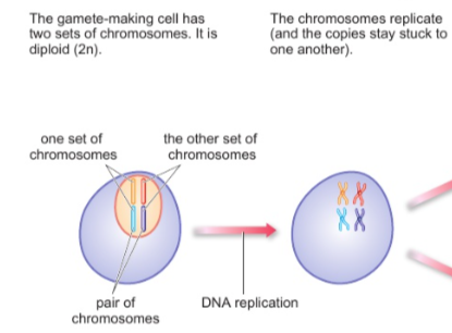 <p>the two chromosome copies remain attached, making each chromosome look like an X</p><p></p>