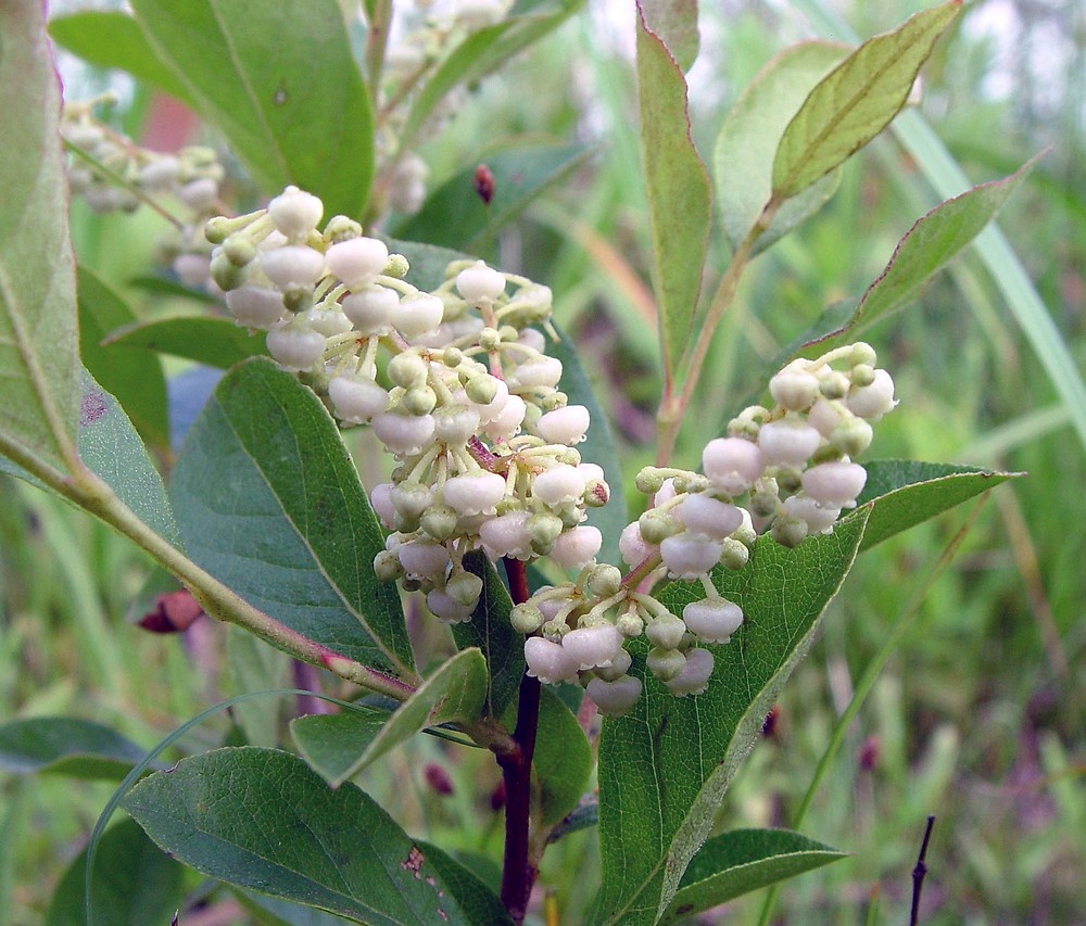 <p>dry woody seed capsule</p>