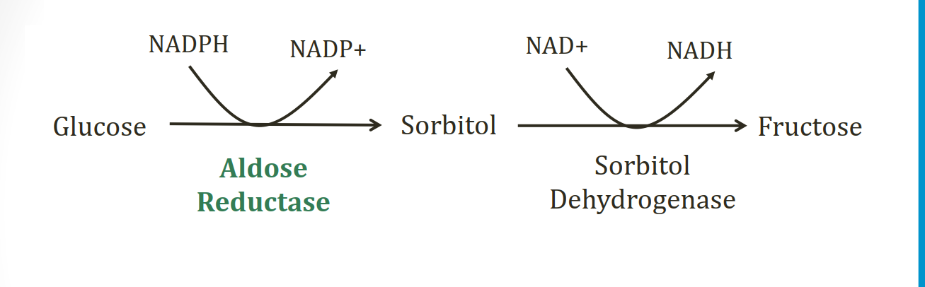 <p>An alternative method of trapping glucose in the cell is to convert it to its alcohol counterpart, sorbitol, via aldose reductase. <br></p>