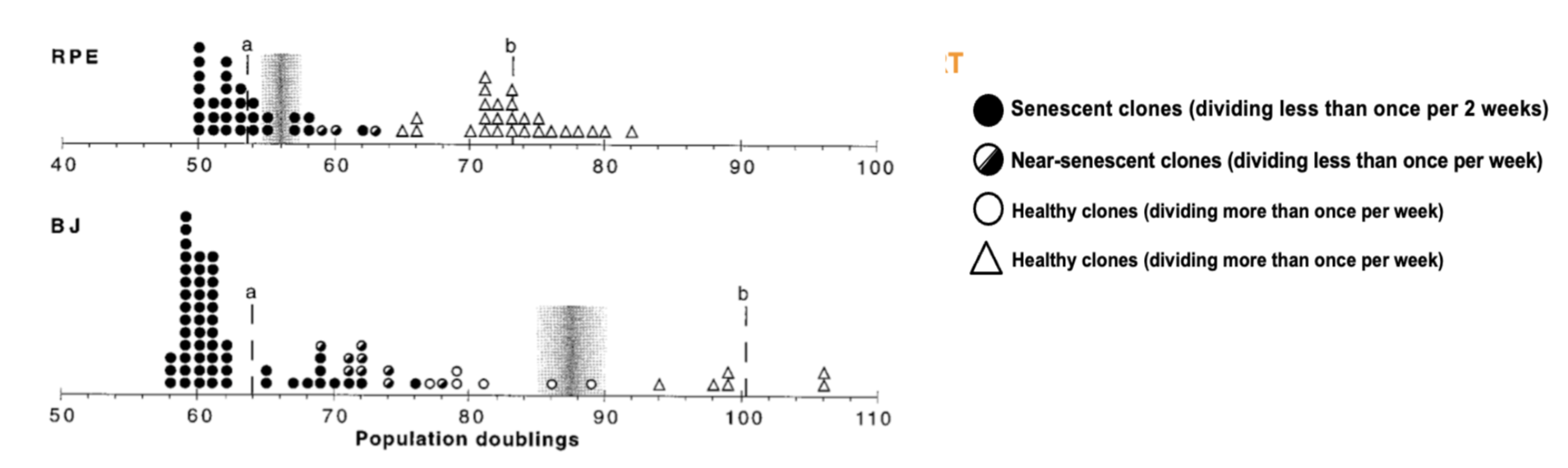 <p>TERT (telomerase) is repressed in most human somatic cells, its ectopic expression is sufficient to immortalise cells - this is often exploited in cancer, allowing cells to bypass Hayflicks limit. </p><ul><li><p>RPE and BJ are human fibroblast cell lines - induced TERT expression rescues senescent cells</p></li></ul><p></p>