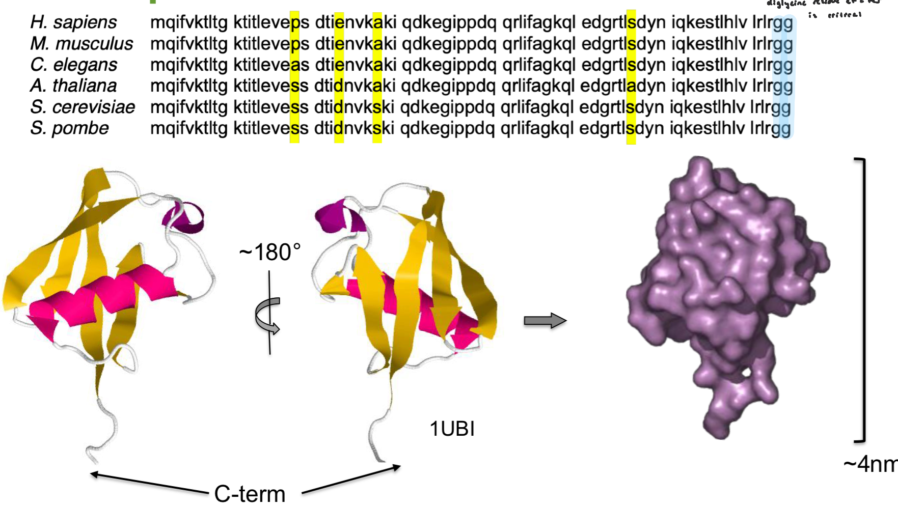 <ul><li><p>small, abundant, globular protein conserved across all eukaryotic cells</p></li><li><p>76 AA’s</p></li><li><p>over 95% identical b/w yeast + human</p></li><li><p>the di-glycine residue at the C-ter is critical</p></li><li><p>ubiquitin belongs to a family of small proteins that can be conjugated (covalently linked) to substrate proteins via its carboxyl group at a glycine (G76)</p></li></ul><p></p>