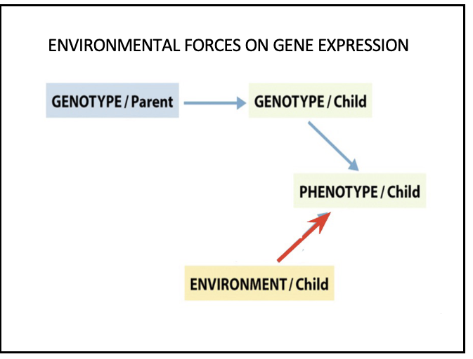 <p>so here parents genes are passed to child and childs genes are expressed through their phenotype but now we take the parents out of the picture. Different from indirect shaping of environment because now parent isnt contributing to environment. IT IS MORE SO WHAT DOES MY ENVIRONMENT DO TO MY DEVELOPMENT </p><p></p>