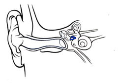 <p>a tiny U shaped bone that passes vibrations from the anvil to the cochlea</p>