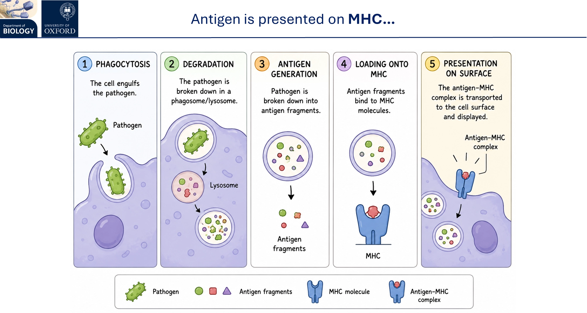 <ul><li><p>following phagocytosis in <strong>antigen-presenting</strong> innate cells (dendritic, macrophage and B cells), <strong>peptides </strong>from the broken-down <strong>antigens </strong>of the pathogen are presented on the <strong>major histocompatibility complex </strong>(MHC) on the cell surface</p></li><li><p>these are recognised by <strong>T cells </strong>as being self or non-self, using T cell receptors</p></li><li><p>innate cells also produce <strong>cytokines </strong>to activate different cells</p></li></ul><p></p><ul><li><p>many <strong>pathogens </strong>can <strong>downregulate </strong>the <strong>MHC </strong>to avoid recognition</p></li><li><p>in response, the host evolved <strong>natural killer cells</strong> that recognise when a cell is under <strong>stress, </strong>and its MHC is <strong>missing</strong>, to activate <strong>apoptosis </strong>of the cell (by releasing perforins + granzymes)</p></li></ul><p></p>