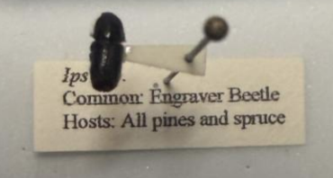 <p>What is this? What trees does it infest and what are the signs of infestation? What does its lifespan look like? Bonus: Where did they get their name from?</p>