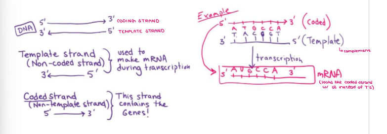 <ul><li><p>The other is the TEMPLATE strand (3’ → 5’), which is used to make mRNA in transcription.</p></li></ul><p></p>