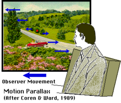 <p>Motion parallax</p>