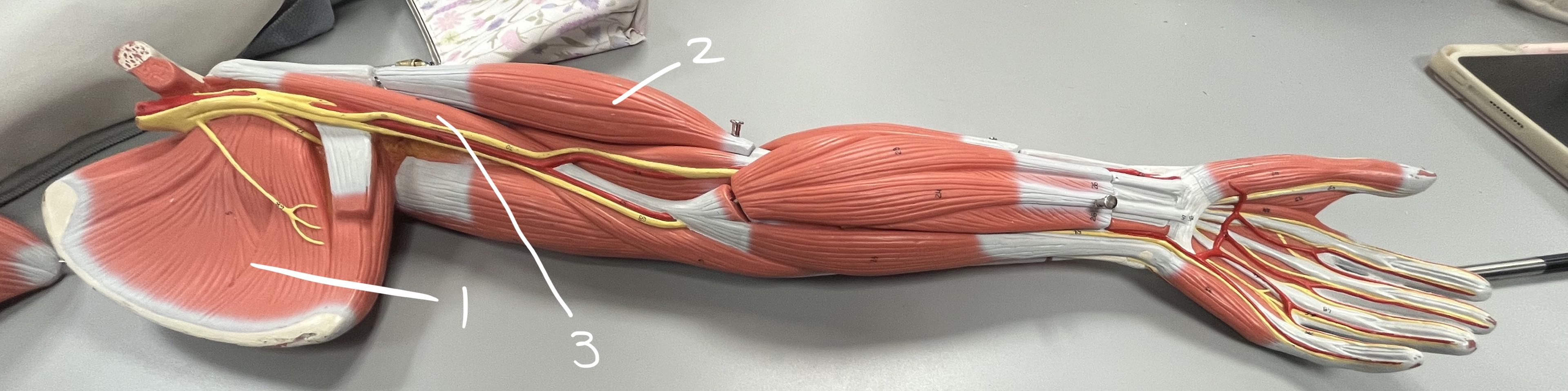 <p>3 + which head</p>