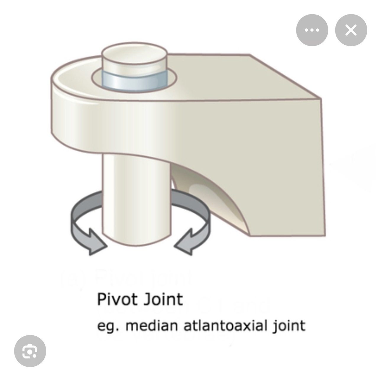 <p>Pivot joint </p>