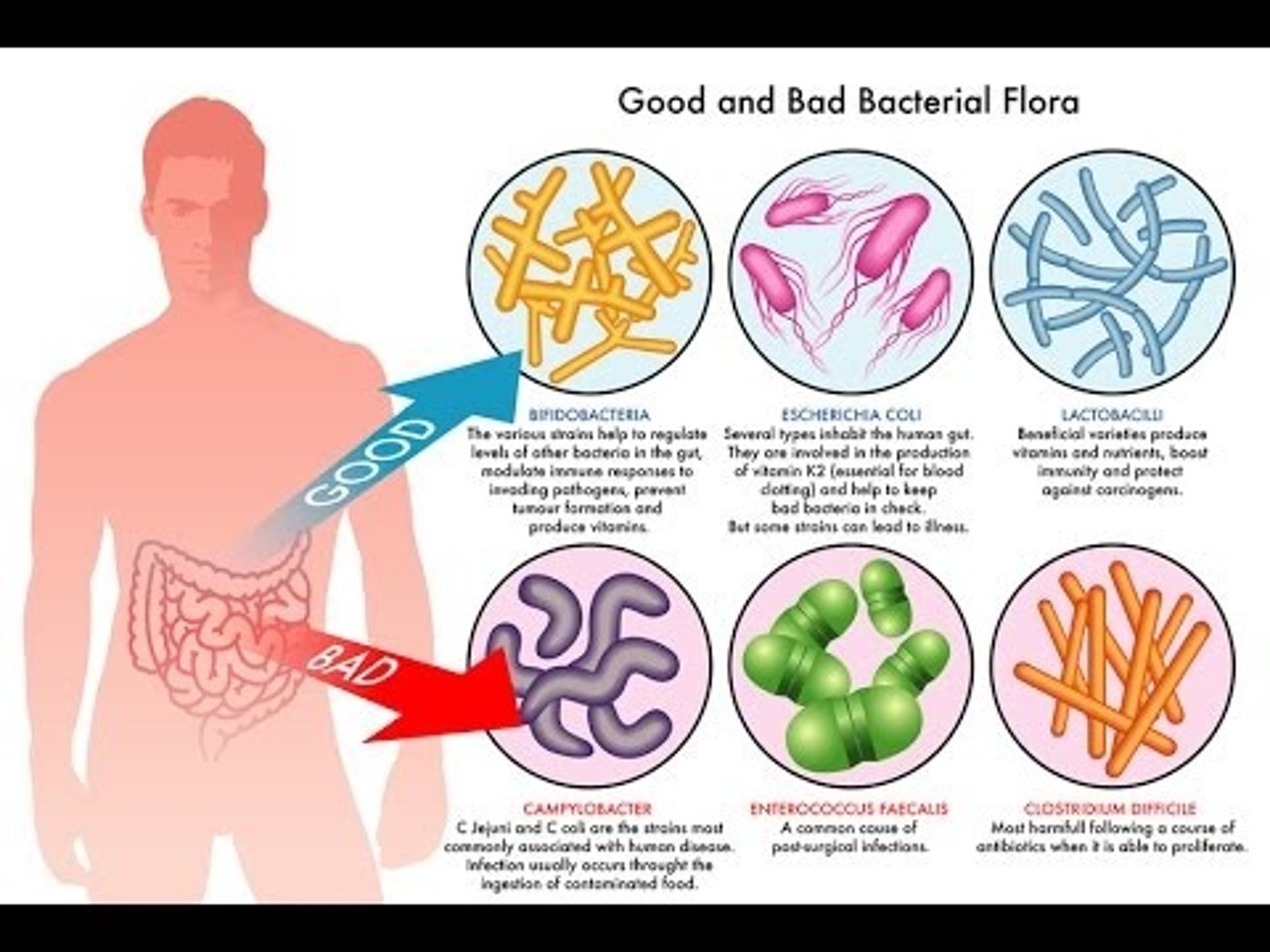 <p>TRANSLATION: здоровый баланс кишечных бактерий</p><p>DEFINITION: the right mixture of good and bad microbes in your digestive system</p><p>EXAMPLE: Eating yogurt helps maintain a ........................ in your stomach. Употребление йогурта помогает поддерживать ЗДОРОВЫЙ БАЛАНС КИШЕЧНЫХ БАКТЕРИЙ в вашем желудке.</p>