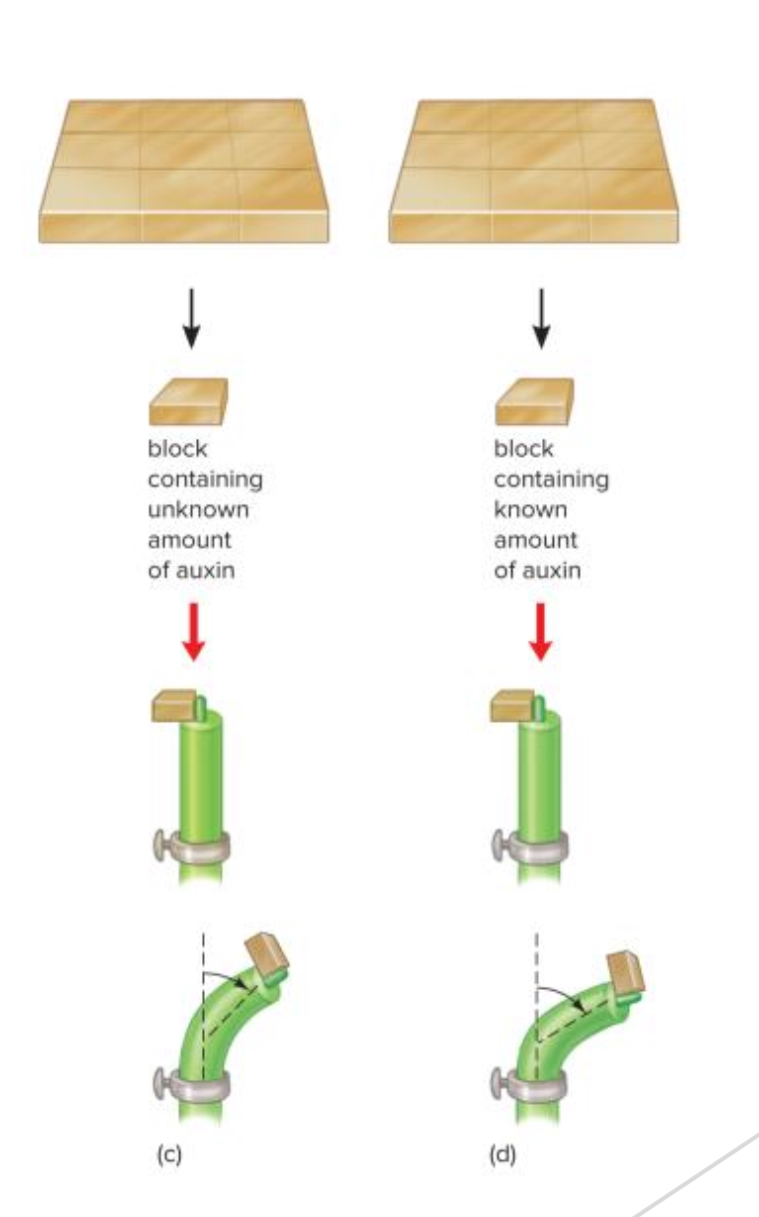 <p>How can the concentration of auxin be determined by?</p>