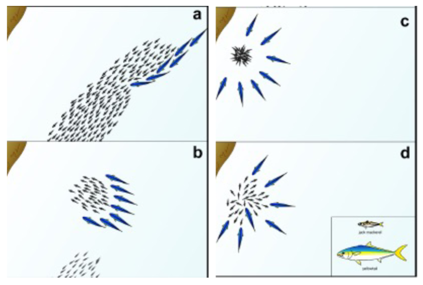 <p>cut off a section, herd into a ball, eat until some point where the bait of the ball is too small to be worth the effort</p><p>this increases catch efficiency b/c tuna can eat multiple @ the same time if the fish are small enough</p>