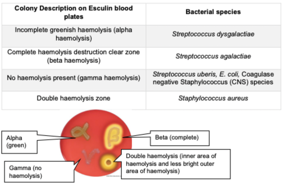 <p>The way the bacterial enzymes haemolyse (clear zone around colonies) the blood cells in the agar can be used for identification</p>