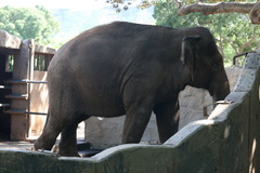 <p>slow and clumsy because of great weight</p>