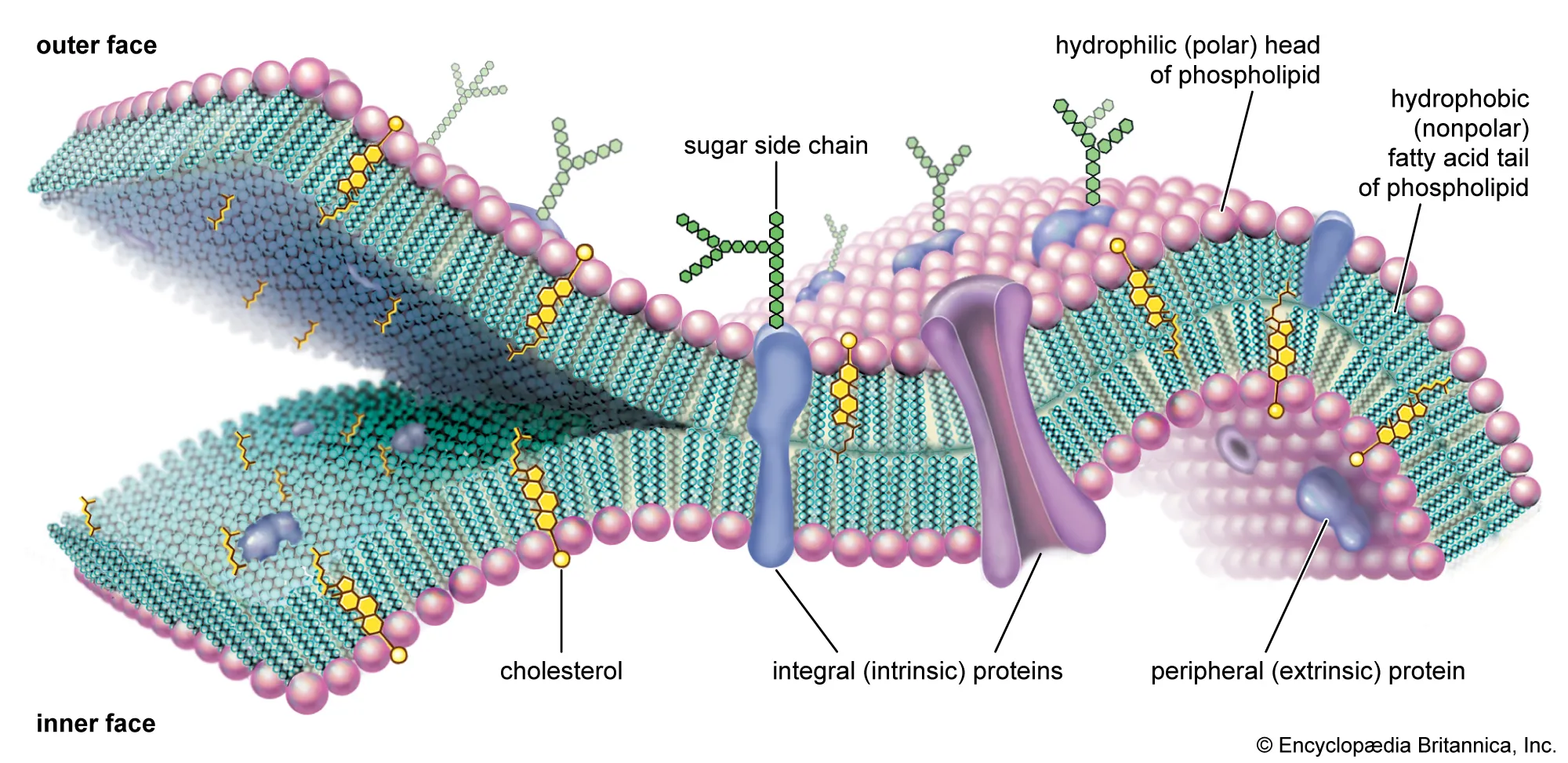 <ul><li><p><strong><u>Structure</u></strong>:</p><ul><li><p>Made of phospholipid bilayer with pores and transport proteins allowing certain molecules through</p></li><li><p>Structure is described as the <em>fluid mosaic model: </em>proteins float around the lipid layer like boats on water</p></li></ul></li><li><p><strong><u>Function</u></strong>:</p><ul><li><p>Acts as a protective barrier, separating the inside of the cell from the outside environment</p></li><li><p>Maintains cell shape</p></li><li><p>Helps cell communication by recognizing cell signal</p></li></ul></li><li><p><strong><u>Found in:</u></strong></p><ul><li><p>Both</p></li></ul></li><li><p><strong><u>Similar to:</u></strong></p><ul><li><p>Bouncer that only lets certain VIPs in/out of the club (cell)</p></li></ul></li></ul><p></p>