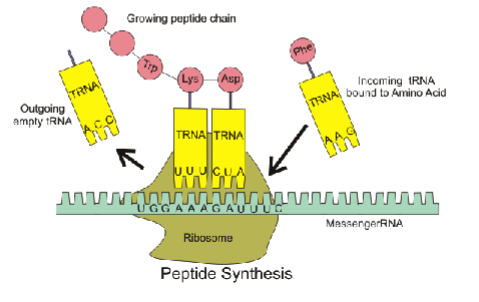 <p>ribosome builds polypeptides off messenger RNA</p>