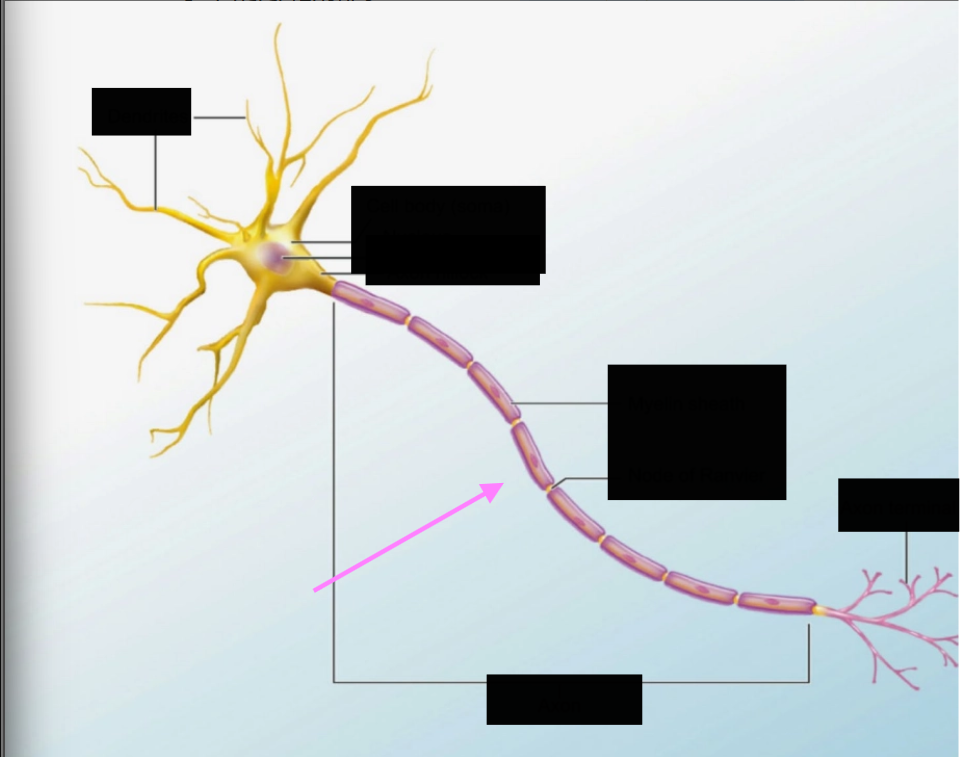 <p>Neuronal structure - What is this & what does it do</p>