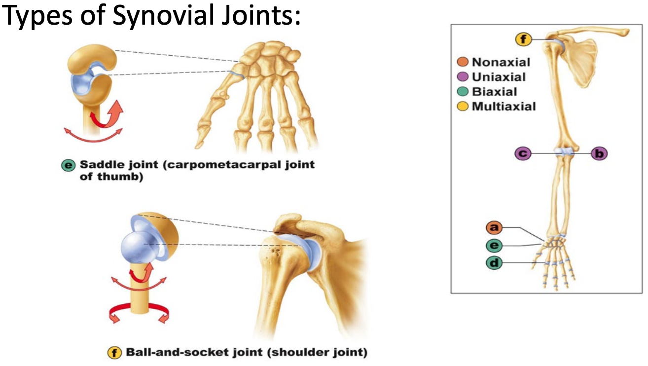 <p>Saddle joint</p><ul><li><p>Saggital, frontal</p></li><li><p>Biaxial</p></li></ul><p>Ball-and-socket</p><ul><li><p>Multiaxial</p></li></ul><p></p>