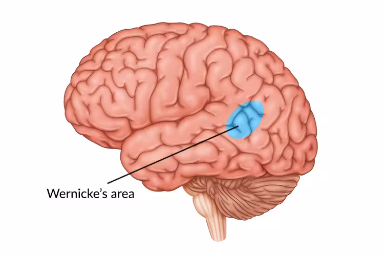<p>Involved in production of coherent speech and crucial role in comprehension of speech</p>