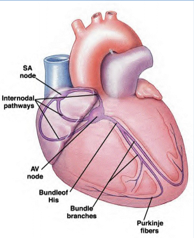 <ul><li><p>AP spreads through heart via gap junctions</p></li><li><p>SA node</p></li><li><p>AV node</p></li><li><p>Bundle of His </p><ul><li><p>left and right bundles</p></li></ul></li><li><p>Purkinje fibers</p></li></ul><p></p>