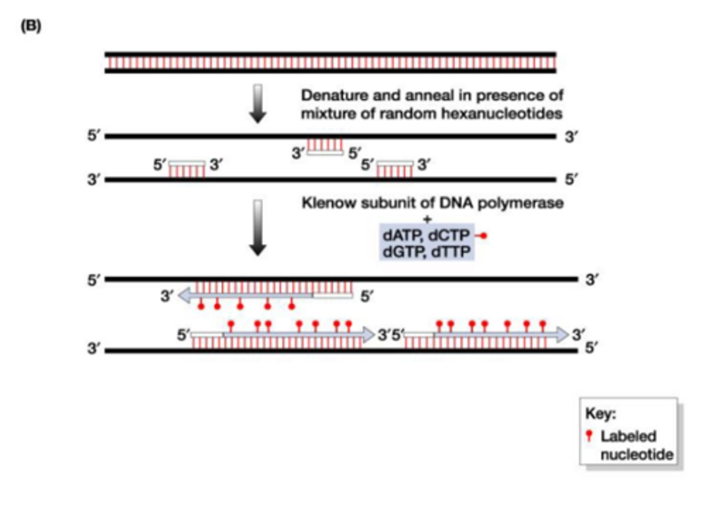 <p>random primers bind to RNA templates, adding new labeled nucleotides, amplification with PCR</p>