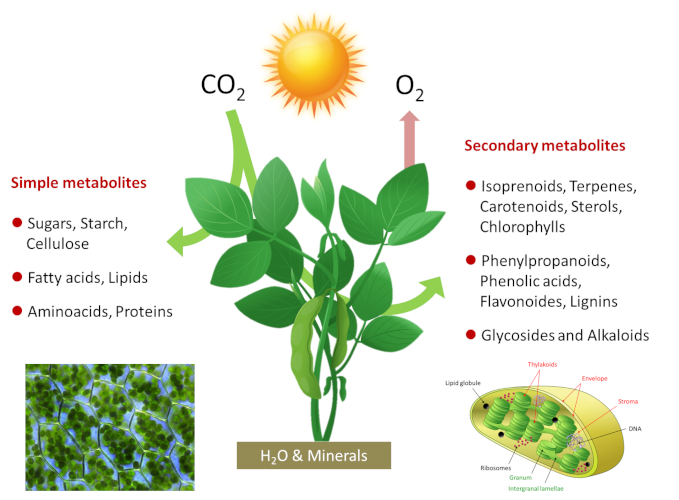 <p>Photosynthesis (in the carbon cycle)</p>