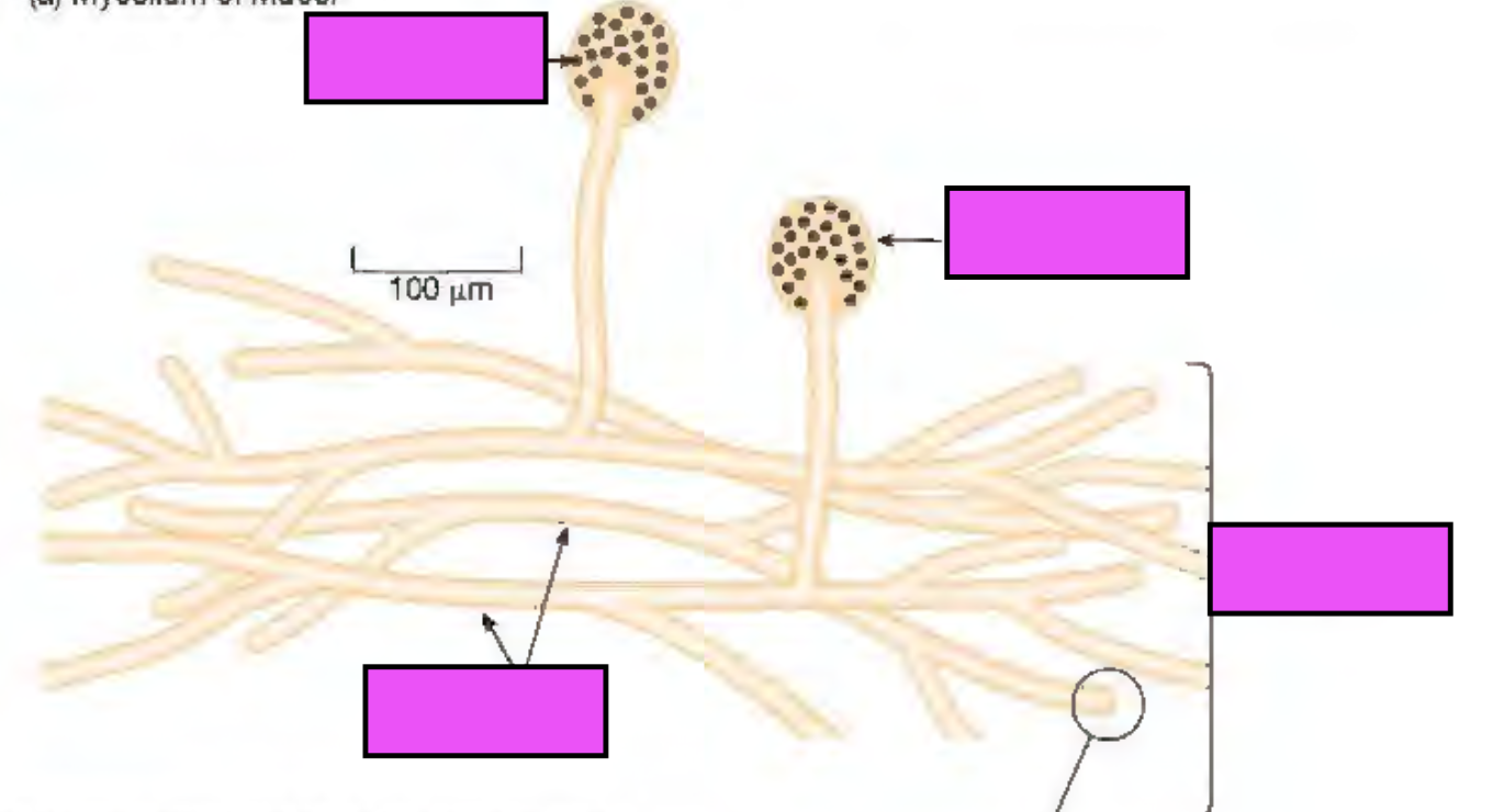 <p><span style="background-color: transparent;">Label the structures of fungi?</span></p>