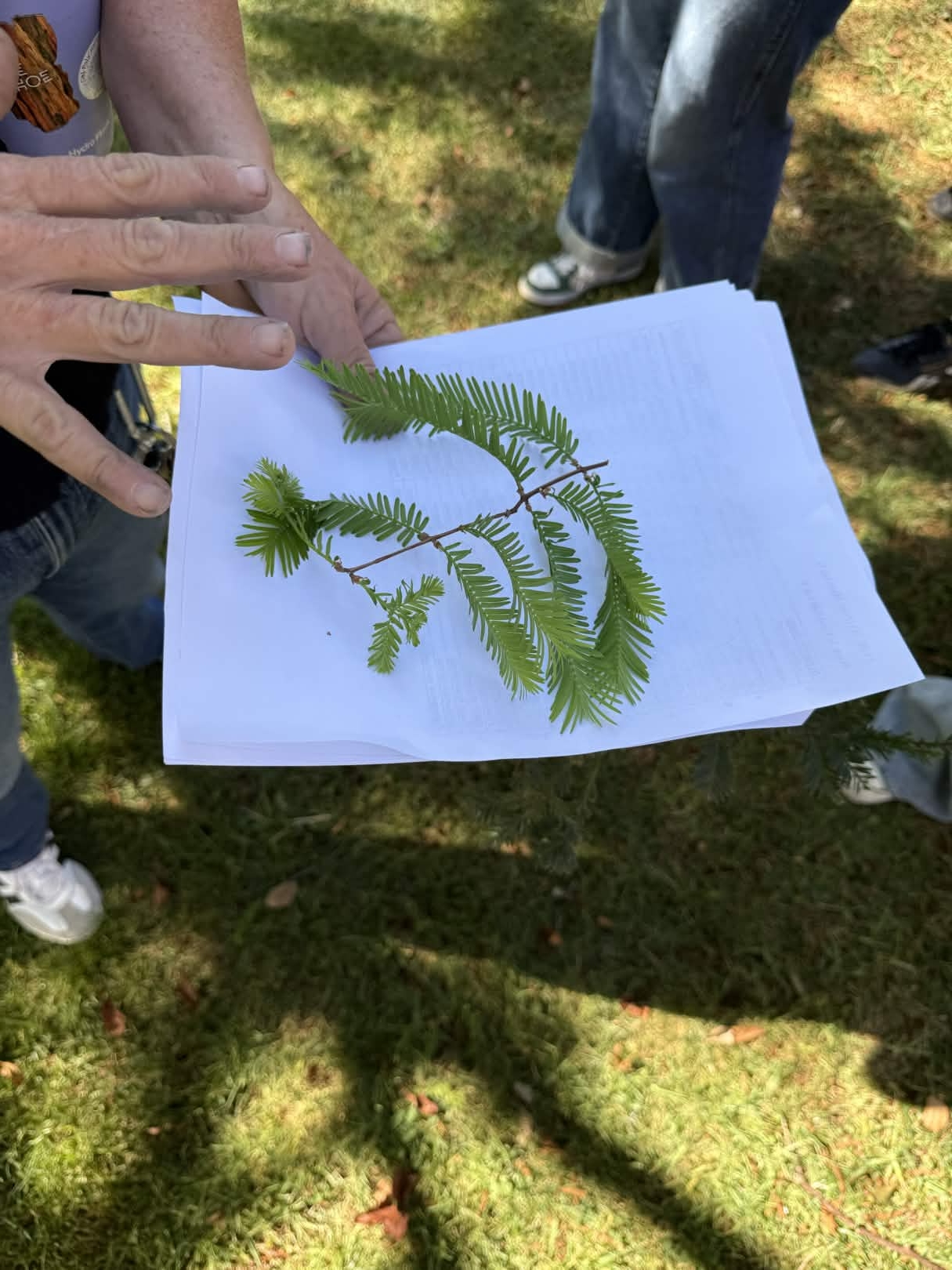 <p>Foliage: light green-darkens slightly with maturity, soft rubbery feel, flat and rounded needles, lighter and more open tree. Bark is shallow linear fibers whitish grey color</p>