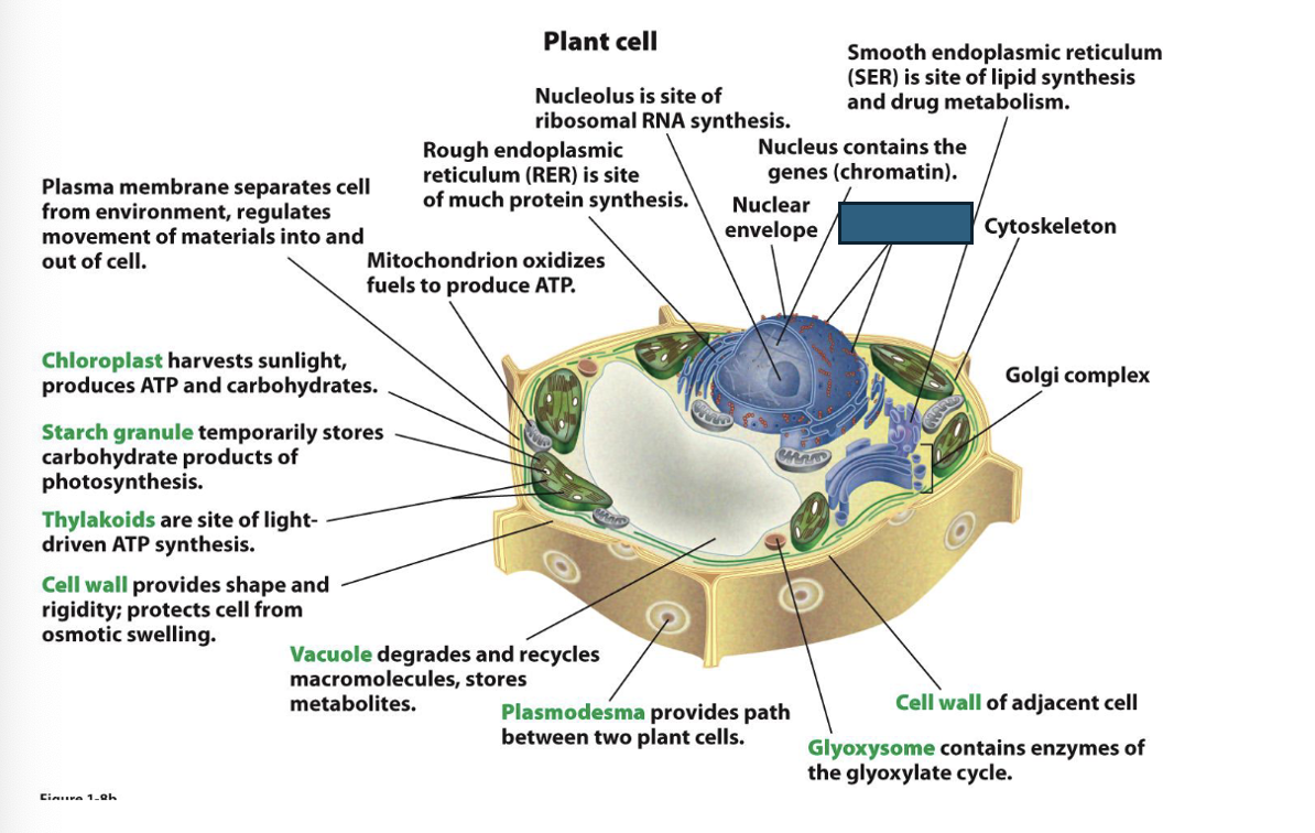 term image