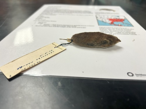 <p>What is the order of this animal</p>