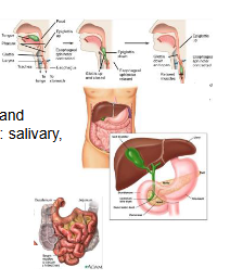 <p>Alimentary canal and</p><p>accessory glands: salivary,</p><p>pancreas, liver,</p><p>gallbladder.</p>