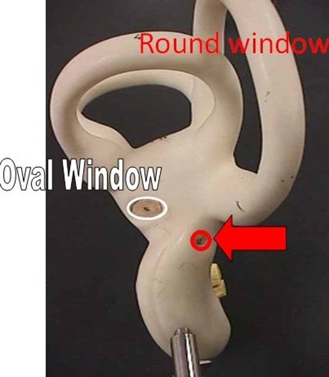 <p>a membrane-covered hole that allows the fluids in the cochlea to move</p>