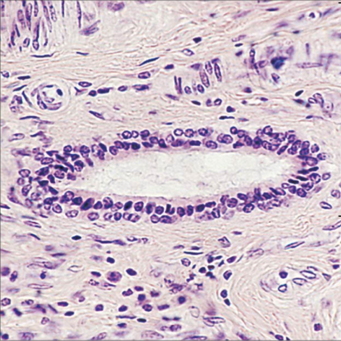 <p>Identify the tissue, state location, state function(s)</p>