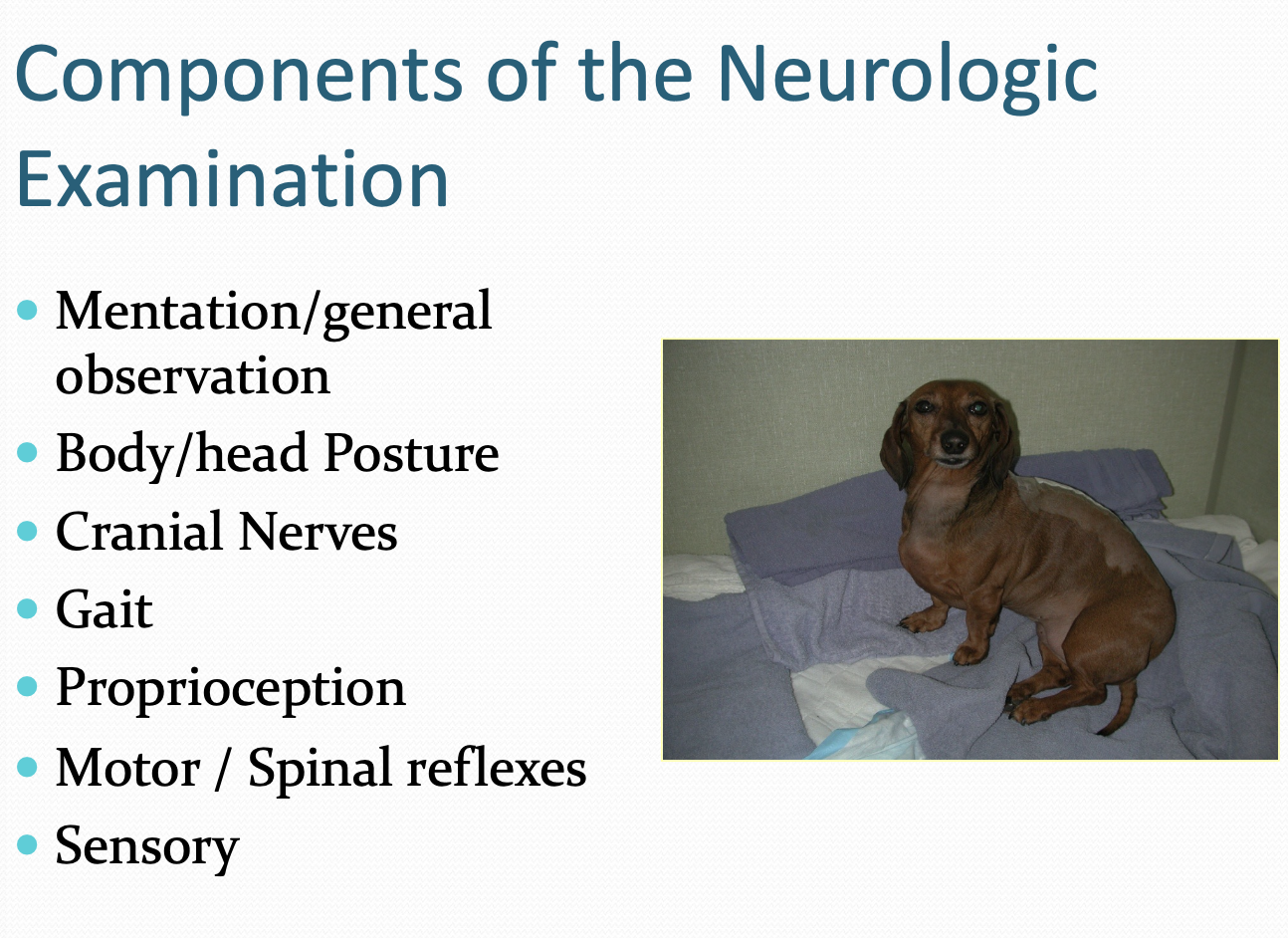 <p>- Mentation/General Observation</p><p>- Body/head posture</p><p>- CNs</p><p>- Gait</p><p>- Proprioception</p><p>- Motor/spinal reflexes</p><p>- Sensory assessment</p>