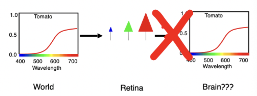<p> </p><ul><li><p><span>Cannot recover the true reflectance spectrum out there in the world, only have 3 numbers to work with</span></p></li><li><p><span>An infinite number of different spectra could produce the same response from the 3 cones, so the brain can’t interpret which spectra is correct</span></p></li></ul><p></p>